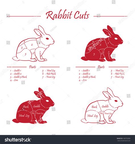 Infographic showing different cuts of rabbit meat for roasting