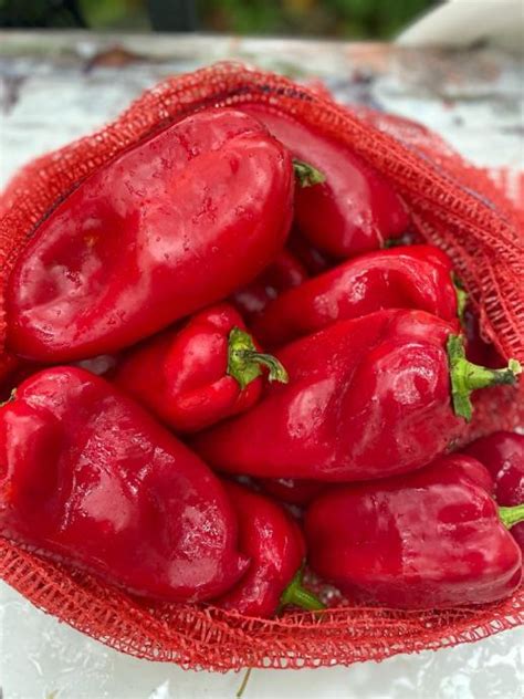 Izbor rdečih špičastih paprik 'kozji rog' za ajvar
