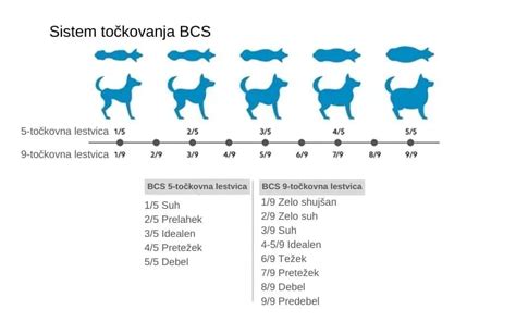 Infografika: Anatomski prikaz prednosti kastracije pri psih in vpliv na hormonsko ravnovesje.