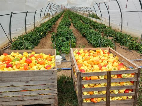 Ilustracija svežih sestavin za solato, poudarek na barvitosti zelenjave in sadja