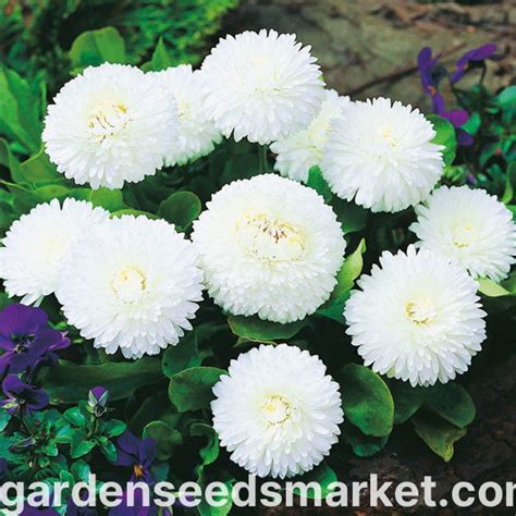 Diagram, ki prikazuje, kako se notranji cvetni listi pogače sončnice vstavijo med zunanje.