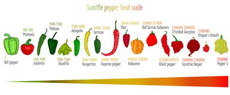 Infographic showing different types of Thai chillies and their spice levels