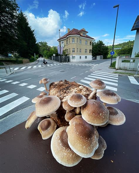 Tematska fotografija paniranih dežnikaric in svežih gob