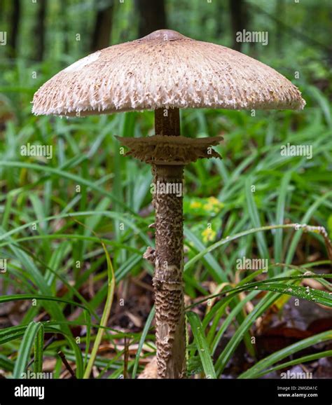 Infografika: Prepoznavanje marele (Macrolepiota procera) s poudarkom na klobuku, betu in luskah