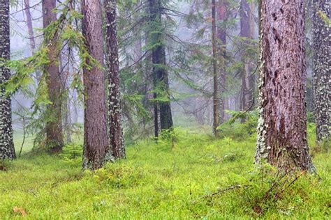 Skrivnosten gozd z gostim grmovjem in prepletenimi koreninami