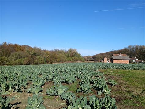 Polje zelja
