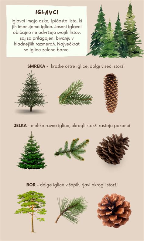 infografika: vrste zdravniških receptov (zeleni, beli, obnovljivi, posebni) in njihova glavna razlika v kritju stroškov