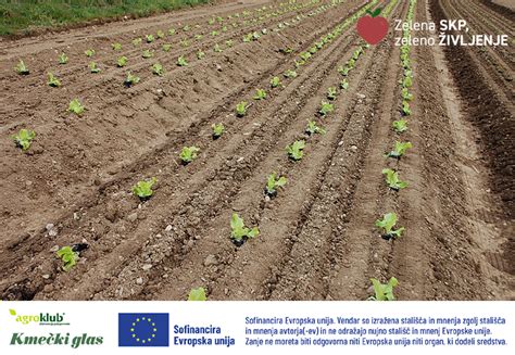prikaz ekološko pridelane zelenjave na kmetiji