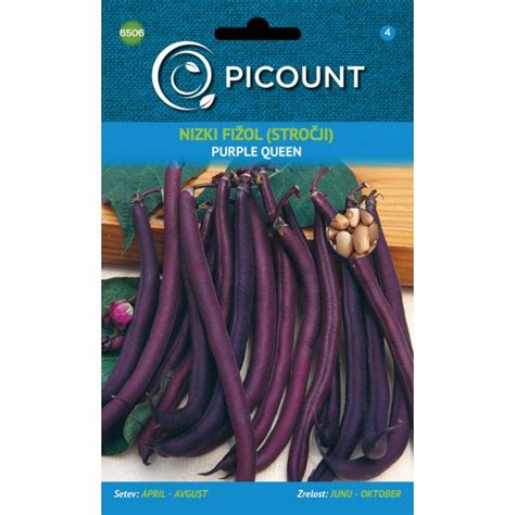 Fižol Purple Queen z vijoličastimi stroki