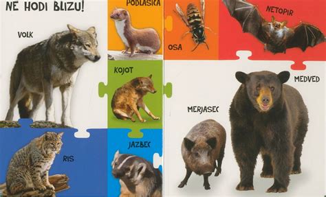 fotografija gozdnih rezin s plastmi