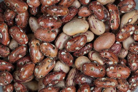 Ilustracija različnih vrst fižola