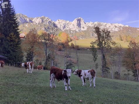 Tematska fotografija Doline Soče z bujnimi pašniki in kravami