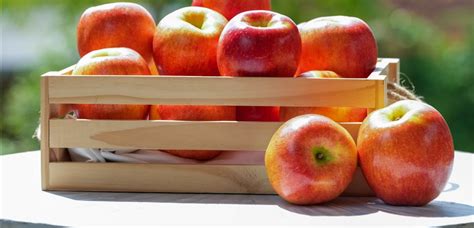 Ilustracija različnih sort jabolk, primernih za peko