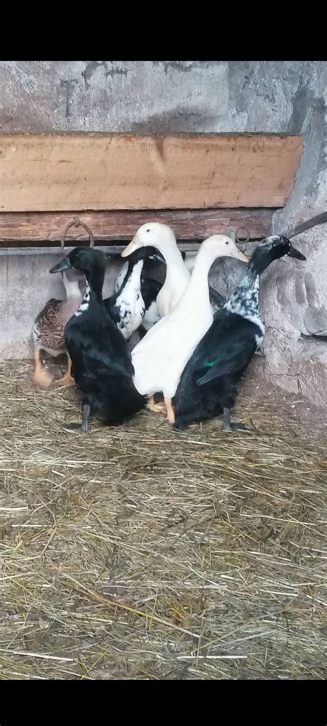 shema razkosavanja pečene goske ali račke
