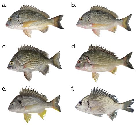 Infographic of sea bream (orada) anatomical features and habitat map