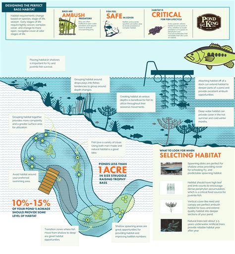 Infographic of sea bass (brancin) anatomical features and habitat map