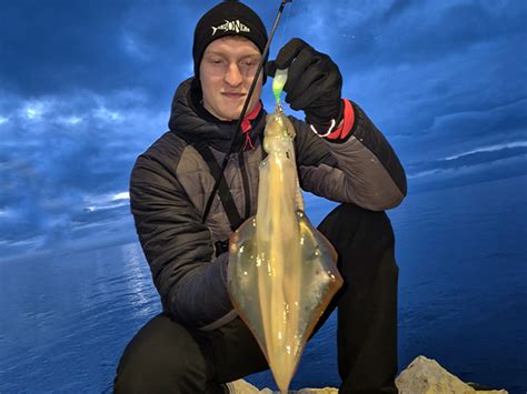Fotografija lovk orjaškega lignja in hobotnice za primerjavo