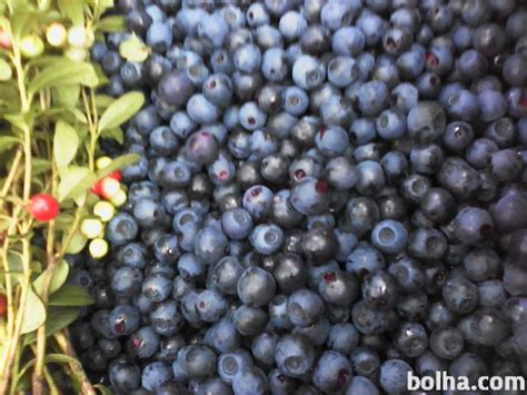 Tematska fotografija: Sveže borovnice in steklenice sirupa