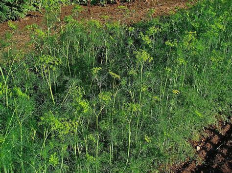 Thematično foto kopra (Anethum graveolens) na polju