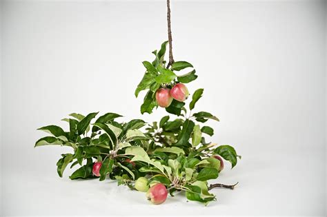 Slika različnih vrst jabolk.