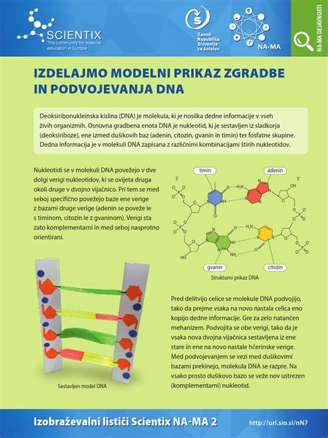 prikaz piškotnega dna v obroču