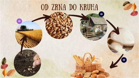 ilustracija pirinega zrna in kruha