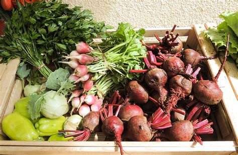 raznoliki sveži pridelki na kmetiji