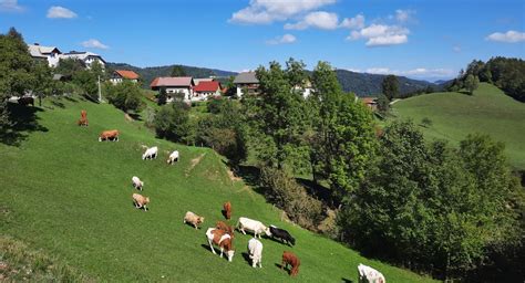 Tematsko foto: slovenska kmetija, kjer se živina pase na travniku
