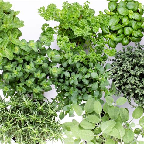 slika različnih svežih zelišč, kot so drobnjak, peteršilj in bazilika