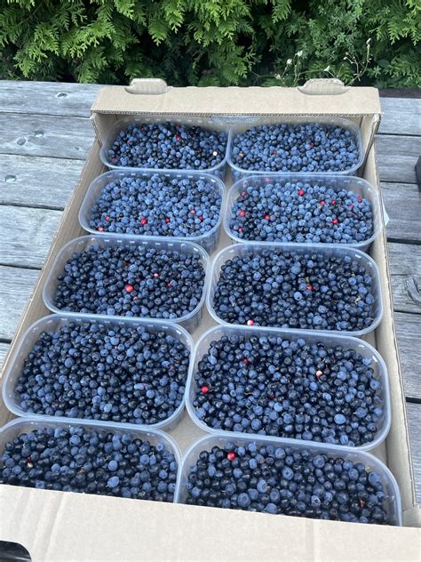 sveže nabrane borovnice v skledi, pripravljene za uporabo v piti