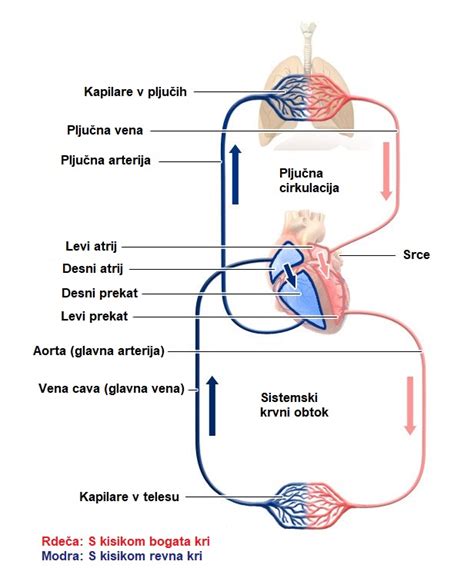 Shematski prikaz absorpcije hranil skozi ustno sluznico v krvni obtok.