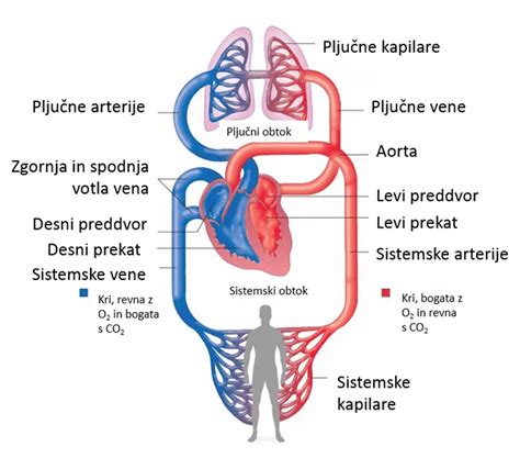 Grafika: Shema zdravega srca in žilja z vplivom paradižnika