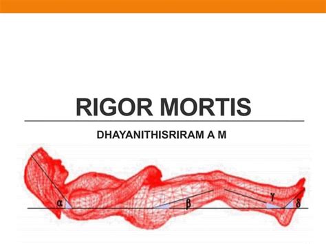 Infografika procesa rigor mortis in sproščanja mišic