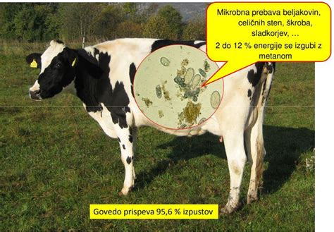 Infografika primerja količino krme in izpustov toplogrednih plinov za različne vire beljakovin