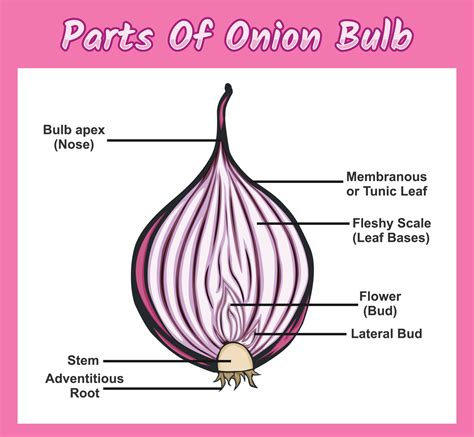 Graphic showing the internal structure of a perfectly baked onion bread
