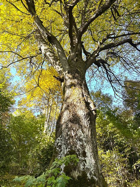 Ilustracija fižolovih strokov in zrn.