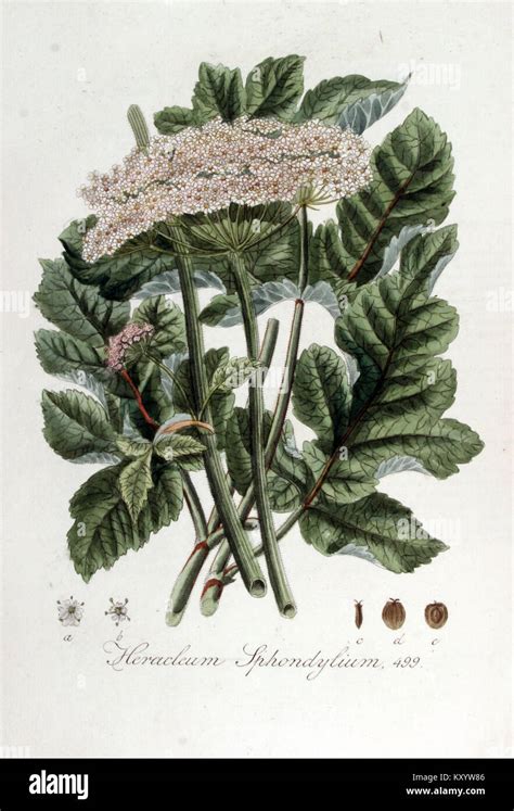 Botanical illustration of common hogweed (Heracleum sphondylium).