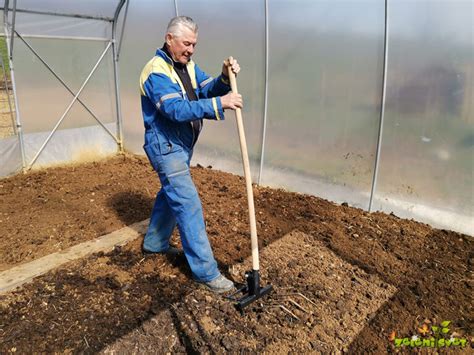 Primer rastlin za zeleno gnojenje, ki pomagajo pri obvladovanju bolezni krompirja
