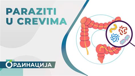 Shema: Kako beta-glukani v prebavilih tvorijo gel in vplivajo na absorpcijo holesterola