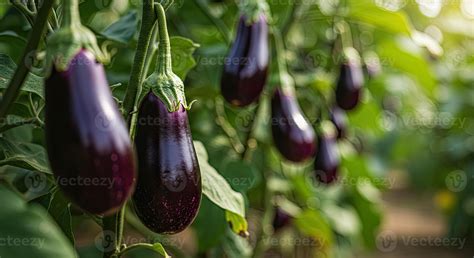 Thematic photo of ripe eggplants on the plant