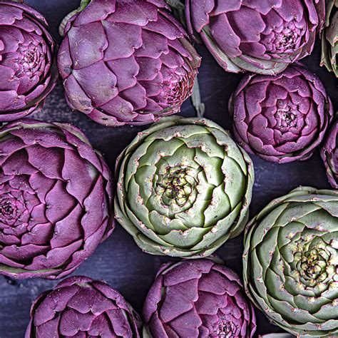 Ilustracija sveže artičoke z izpostavljenim užitnim delom (srcem)