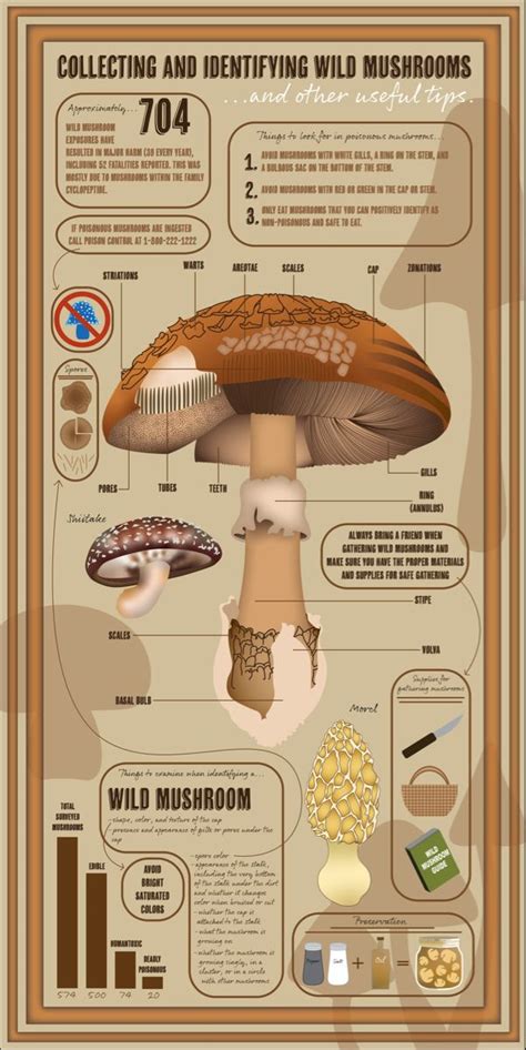 Infographic of mushroom types suitable for soup