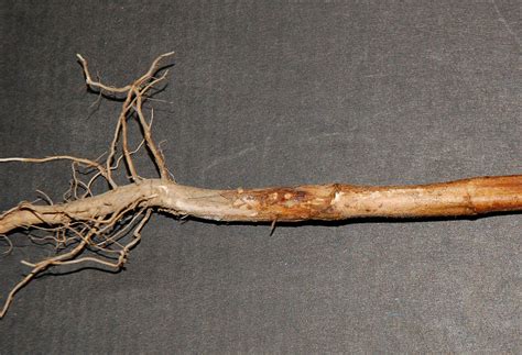 Ilustracija lasnih korenin in lasnega stebla, ki prikazuje, kako barva obdaja lasno steblo.