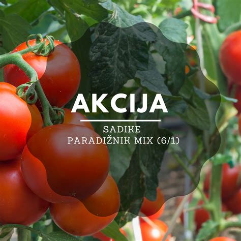 Shema: Razmik sadik paradižnika na gredi
