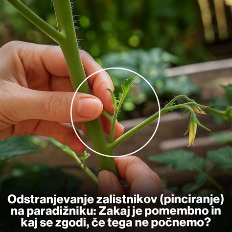 Diagram: pravilno obrezovanje zalistnikov paradižnika