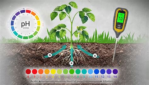 Infografika, ki prikazuje dostopnost hranil pri različnih pH vrednostih tal