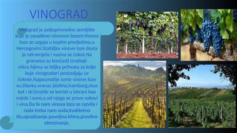 Vinograd v jesenskem času z vinskimi kletmi v ozadju