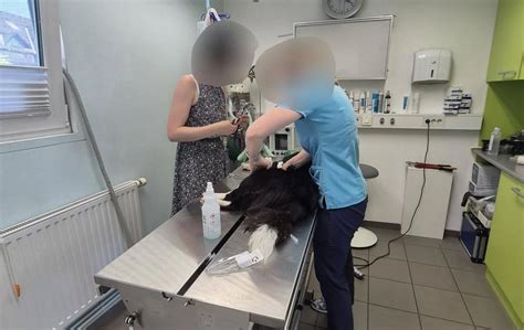 Tematska fotografija, ki prikazuje veterinarski nadzor v ribogojnici