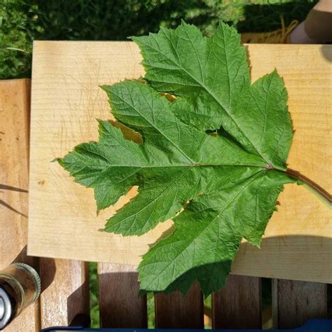 ilustracija rastline dežen (kravji pastinak)