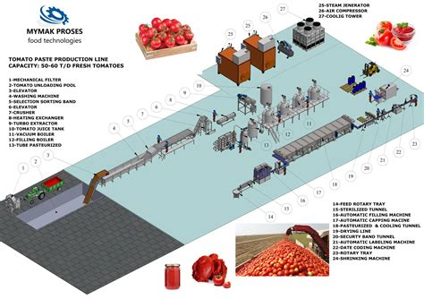 Infographics showing the process of making tomato paste step-by-step